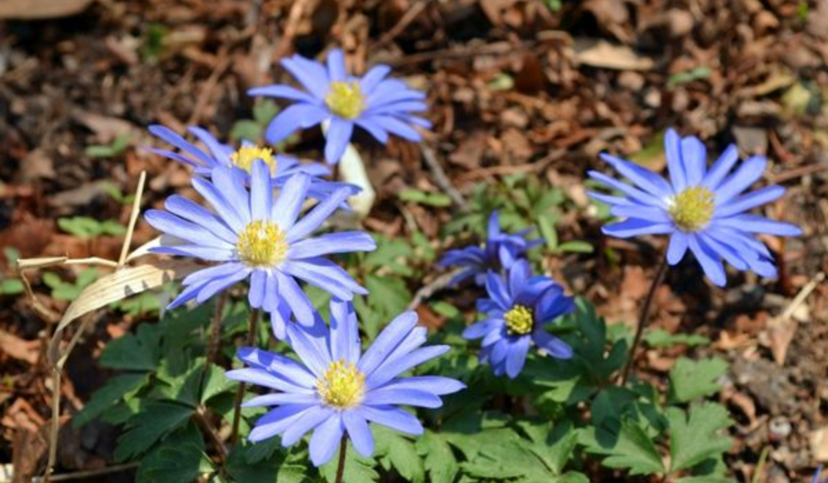 Mavi Anemon Çiçeği'nin Zararları
