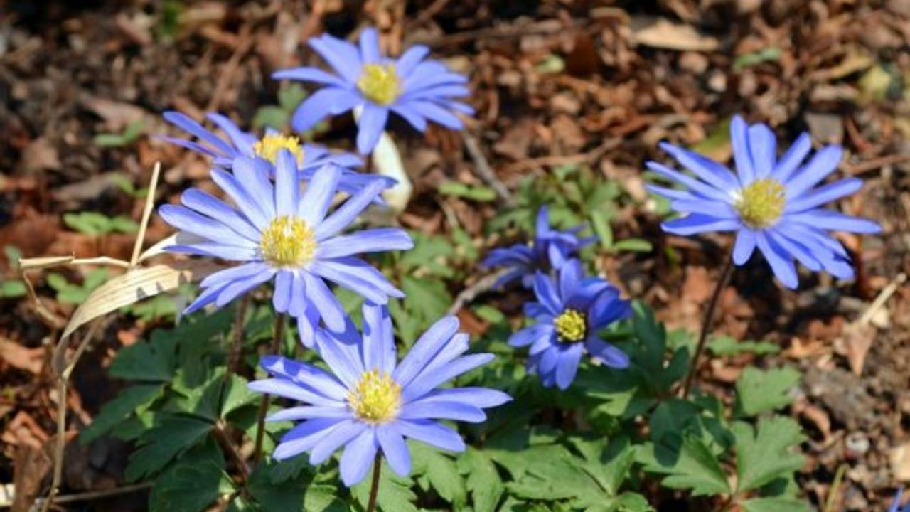 Mavi Anemon Çiçeği Ve Cilt Sağlığı